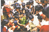 インド植林活動