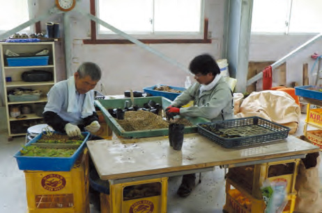 高山植物の保護・増殖活動