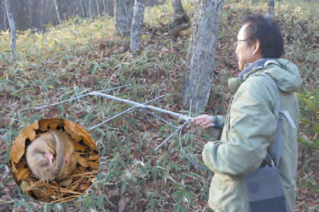 ヤマネの食・住条件を調べる発信機調査