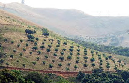 トウモロコシ栽培から⇒マンゴーに転換農地