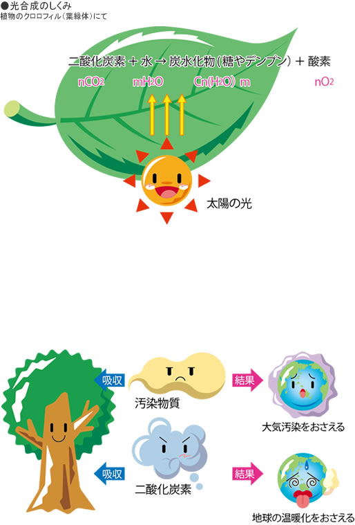 私たちのくらし 森林 植物 わたしたちの生活と大気環境 大気環境の情報館キッズページ 大気環境の情報館 大気 環境 ぜん息などの情報館 独立行政法人環境再生保全機構