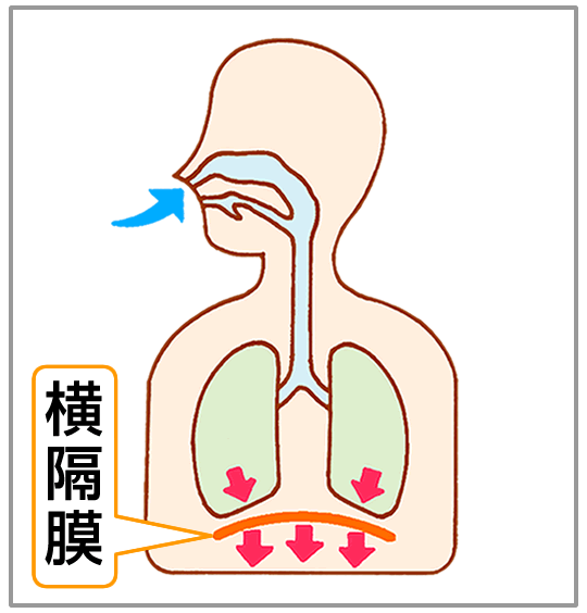 横隔膜が下がって、肺が広がる。