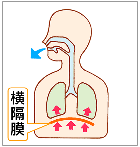 横隔膜が上がって、肺がしっかり縮まる。