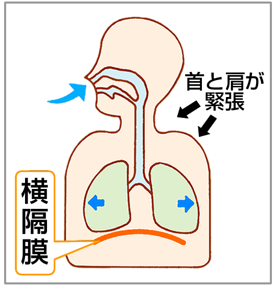 横隔膜が下がらず、肺は横に僅かに広がる。首と肩も緊張する。