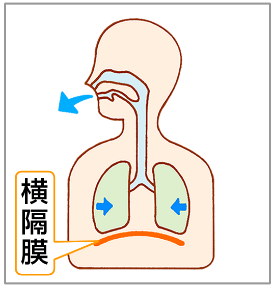横隔膜はそのままに、肺が元に戻る。
