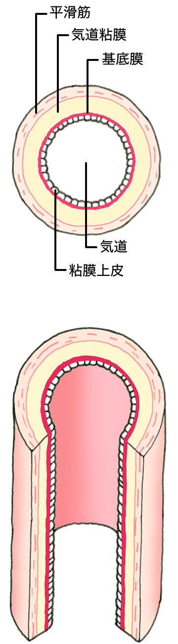 気道の断面は、粘膜上皮、基底膜、気道粘膜、平滑筋からなっており、ぜん息でない健康な人の気道は、炎症が起こっておらずツルツルの状態です