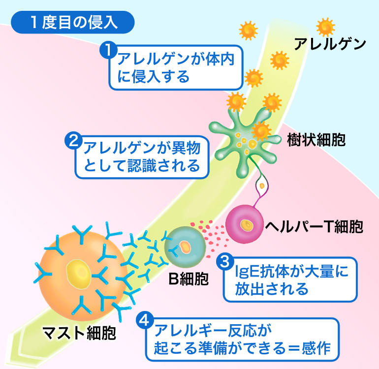 図 アレルゲンの1度目の侵入