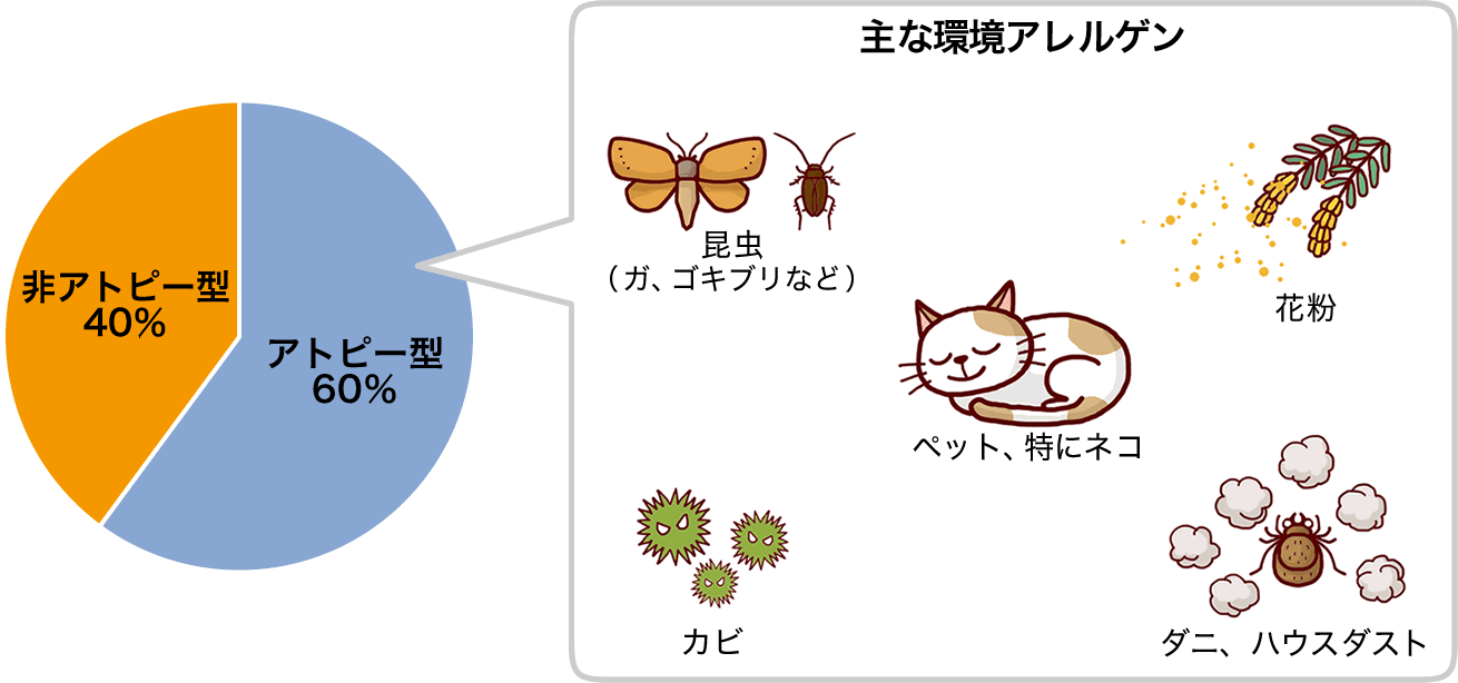 円グラフ 成人ぜん息は非アトピー型40％、アトピー型60％。アトピー型の主な環境アレルゲンとしては、花粉、ダニ・ハウスダスト、昆虫（ガ、ゴキブリなど）、ペット（とくにネコ）、カビなどがあります。