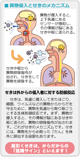 ■異物侵入とせきのメカニズム　異物が侵入すると、上下気道にあるセンサーが感知し、その情報が脳にあるせき中枢に送られる。→　せき中枢から異物排除指令が出され、せきをして異物を排除する。　せきは外からの侵入者に対する防御反応　せきは、気道に侵入してきたほこり、細菌、ウイルスなどの異物からからだを守るために、異物を気道から取り除こうとする生体防御反応です。まず、異物が侵入すると、その情報が脳にあるせき中枢に送られ、異物の排除指令が出されます。これがせきのメカニズムです。せきには、異物をからめ取った「たん」を体外に排出する役割もあります。　長引くせきは、からだからの「危険サイン」といえます！