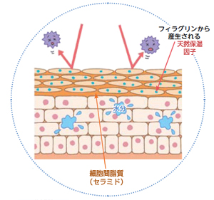 正常な皮膚の場合は、フィラグリンから産生される天然保湿因子や細胞間脂質（セラミド）が刺激や細菌の侵入を防いでいる。