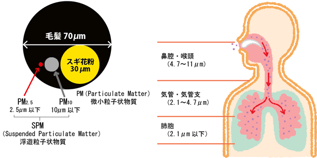 髪の毛の太さは直径70㎛。スギ花粉は30㎛。PM10は10㎛以下。PM2.5は2.5㎛。それに対して、鼻腔・喉頭の内径が4.7～11㎛、気管・気管支が2.1～4.7㎛、肺胞が2.1㎛までの大きさのものを通してしまいます。