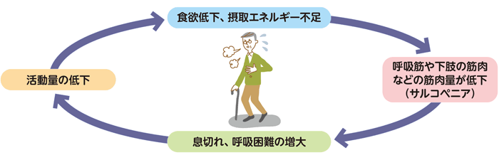 図 栄養不足による悪循環。食欲低下、摂取エネルギー不足・呼吸筋や下肢の筋肉などの筋肉量が低下（サルコペニア）・息切れ、呼吸困難の増大・活動量の低下、が繰り返されている。