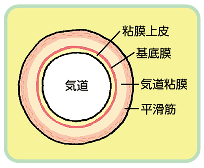 健康な人の気管支は、平滑筋や粘膜上皮に問題がなく、気道に十分な広さが確保されています。