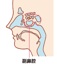 副鼻腔の断面図