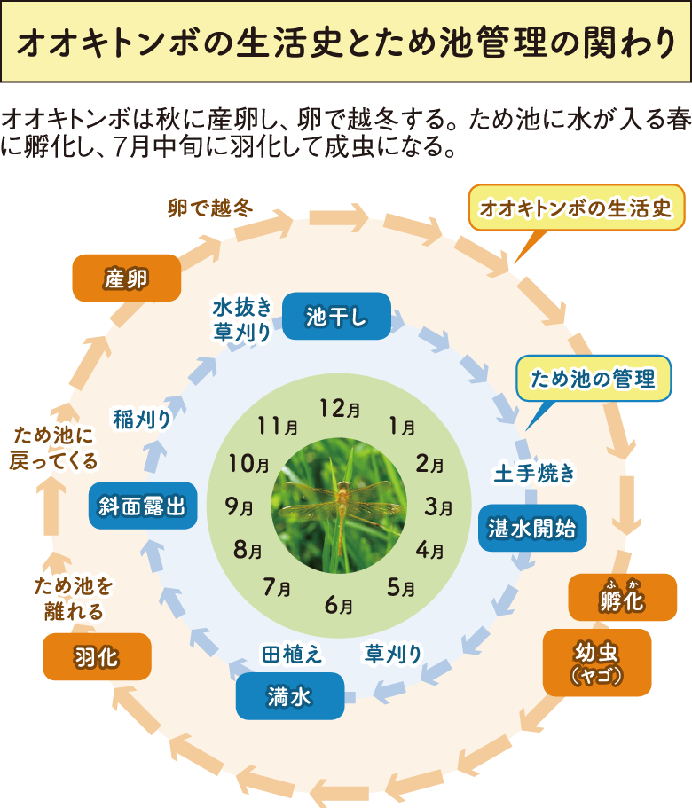 ため池に水を入れたり、抜いたりするため池管理のタイミングがオオキトンボの産卵、孵化、羽化などの時期に合致し、オオキトンボが生息しやすい環境が保たれています。オオキトンボはため池の水抜きが行われる秋ごろに、水量が減ったところにできる浅い水辺に産卵し、卵のまま越冬します。ため池に水が入る春に孵化し、満水になる夏ごろに羽化すると、ため池を離れていきます。そして、冬になるとまた産卵のためにため池に戻ってきます。