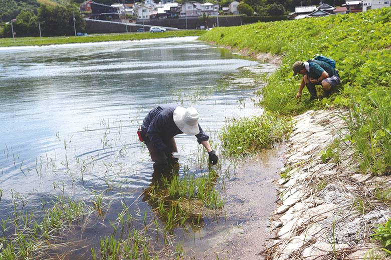 写真3:保全活動のひとつ、ため池の淵付近で羽化殻を収集している様子