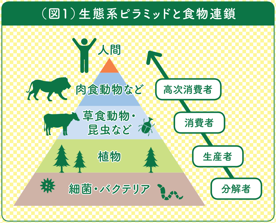 図1生態系ピラミッドと食物連鎖地球上の全ての生き物は食物連鎖によってつながっています。生態系ピラミッドでは、数が多い下段から分解者（細菌・バクテリア）、生産者（植物）、消費者（草食動物・昆虫など）、高次消費者（肉食動物など）とつながり、頂点に人間がいます。