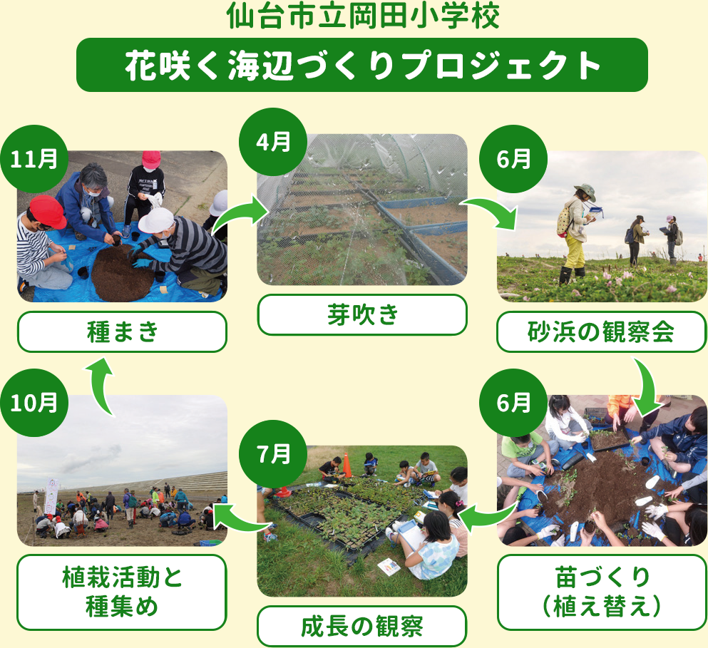 仙台市立岡田小学校「花咲く海辺づくりプロジェクト」は11月に行う海浜植物の種まきからスタートする。4月に芽吹き、6月には砂浜観察会と苗づくり（植え替え）、7月は成長を観察し、10月に砂浜に移植。そして砂浜で種を集めてまた11月にまくというサイクルを繰り返す。