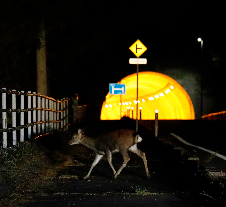 写真2　夜、内部が道路照明に照らされているトンネルの手前にいる鹿