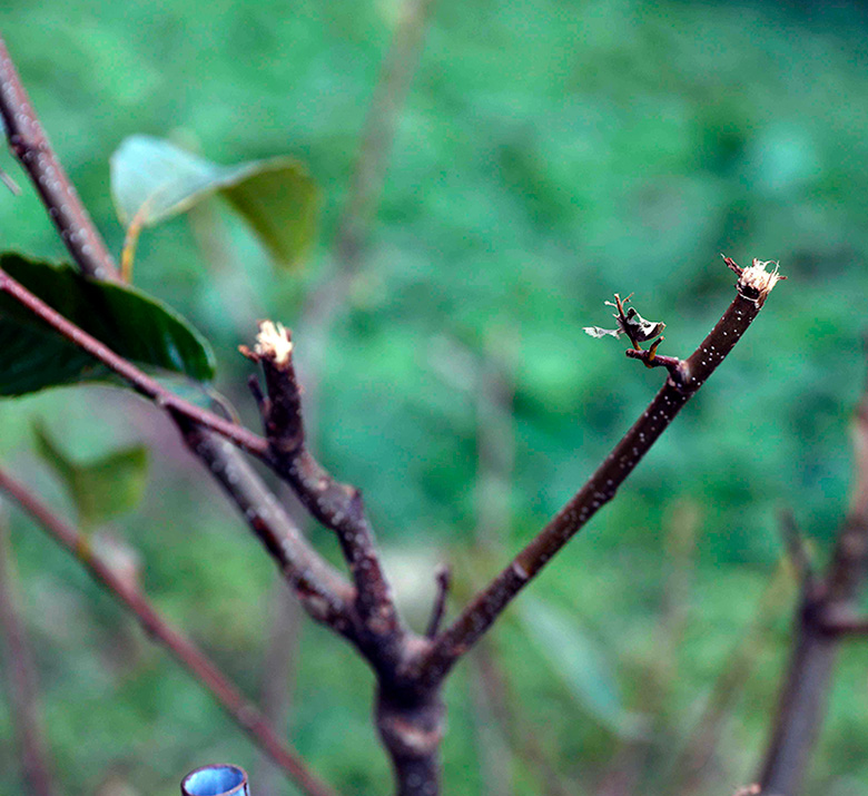 写真3　鹿が食べてしまった木の枝