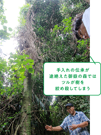 手入れの伝承が途絶えた御嶽の森ではツルが樹を絞め殺してしまう
