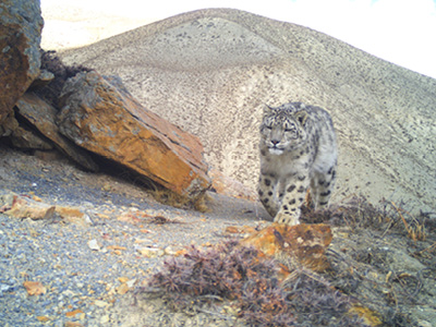 Centre for Ecological Studies