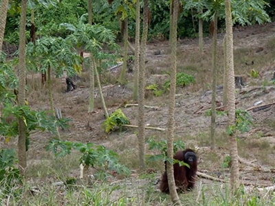 Conservation Action Network