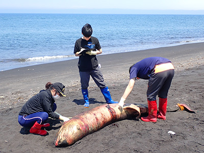 ストランディングネットワーク北海道