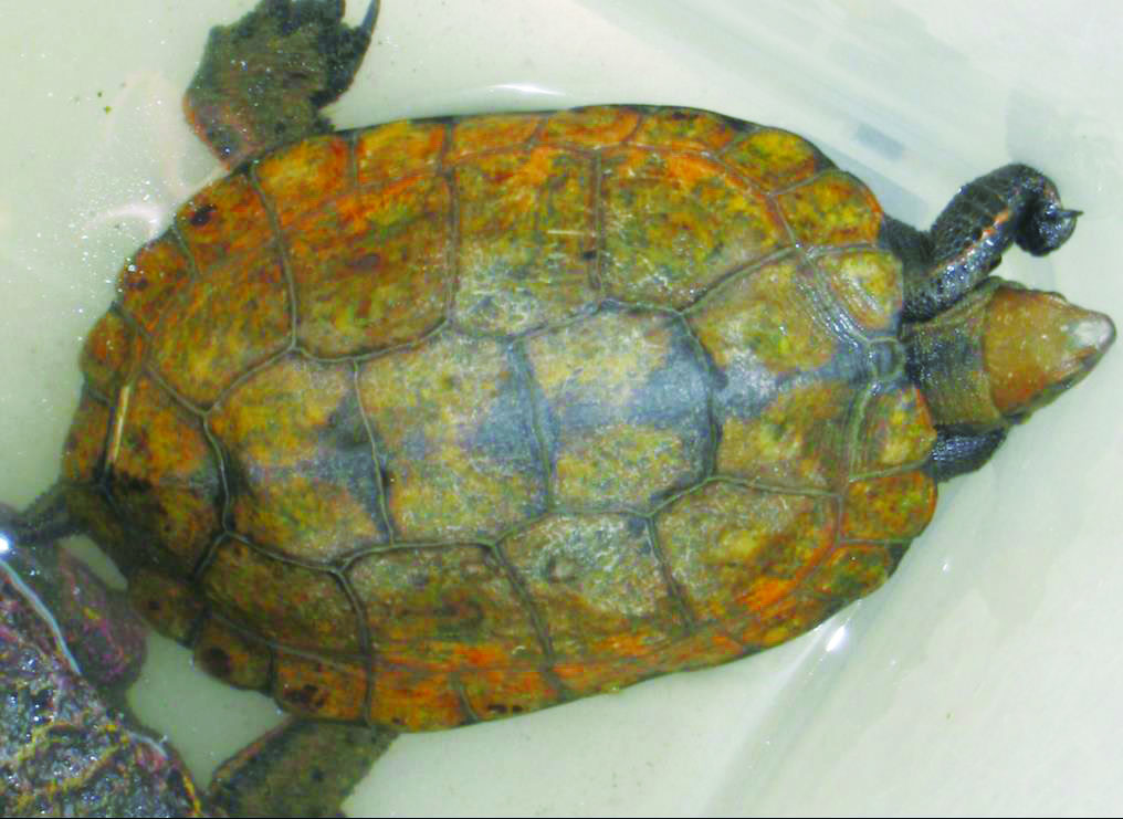 2017年度 全国高校生の環境活動 全国ユース環境ネットワーク 地球環境基金 独立行政法人環境再生保全機構