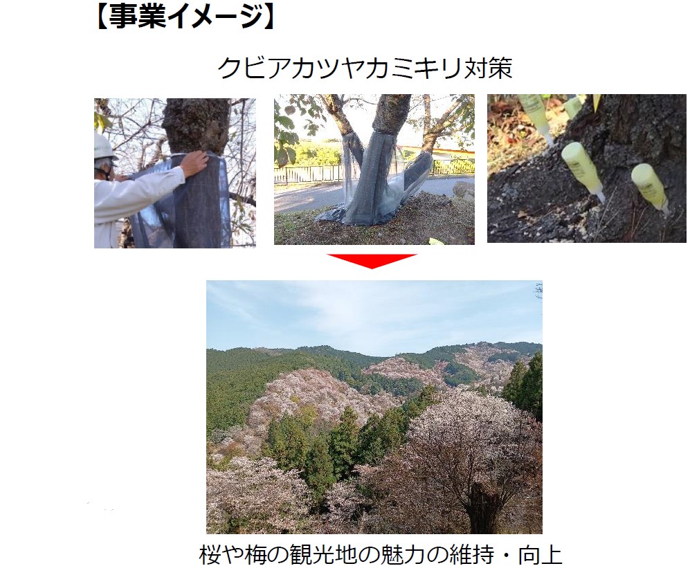 クビアカツヤカミキリ対策の事業イメージの写真。桜や梅の観光地の魅力の維持・向上