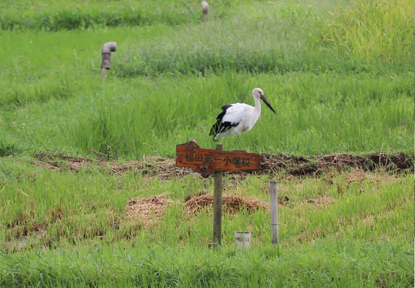 田んぼでエサを探している（？）コウノトリのヤマト