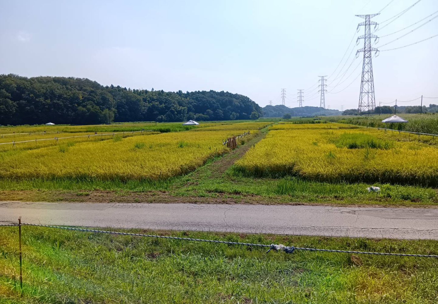 コウノトリやサギなどをよく見かける田んぼ