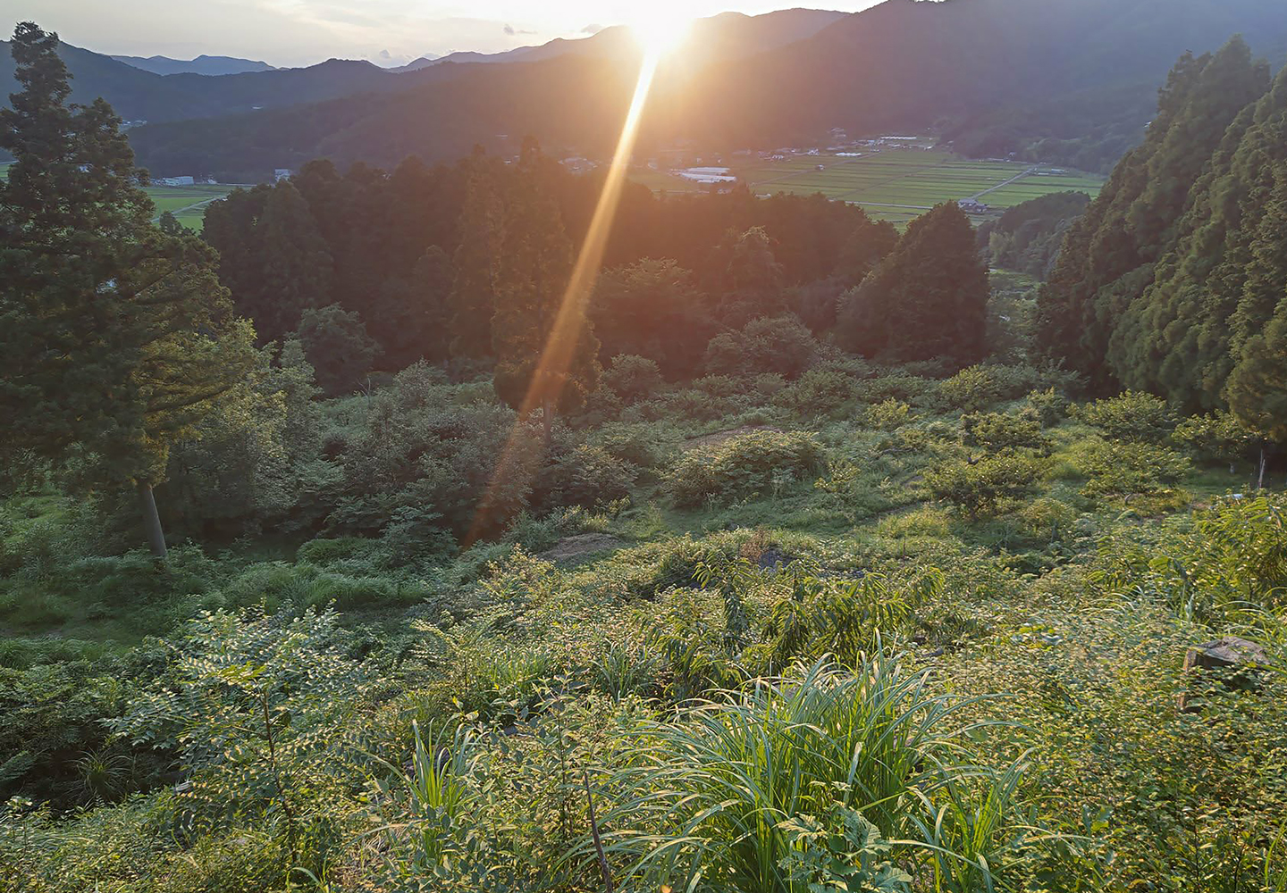 栗の木と共に、生態系のために下草も維持している栗園。