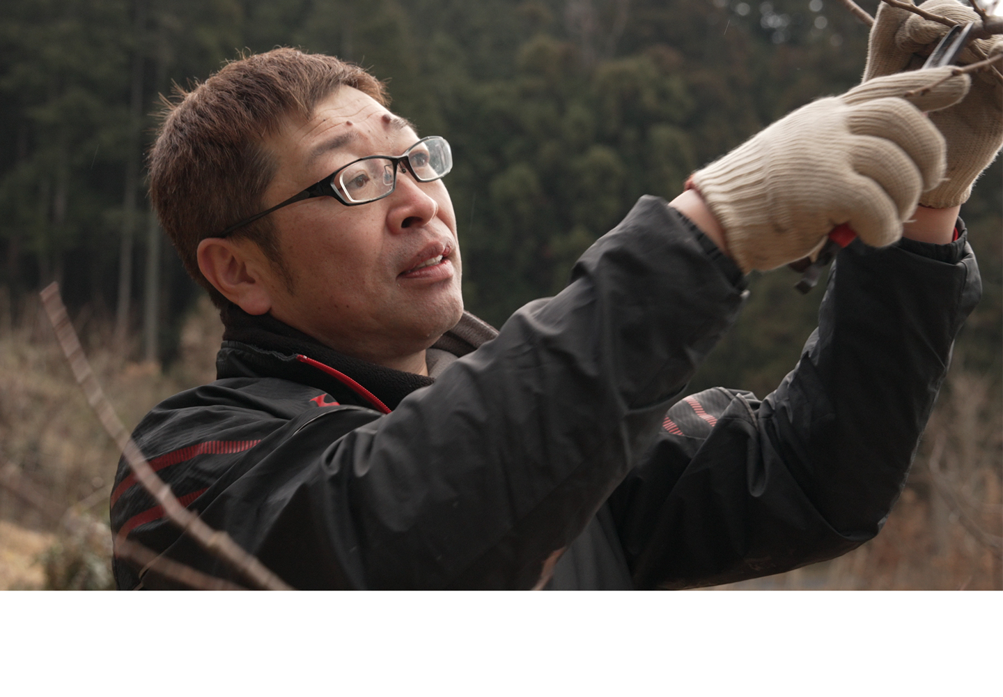 枝の剪定（せんてい）を行う、「銀寄栗のふるさと」を管理する角村さん