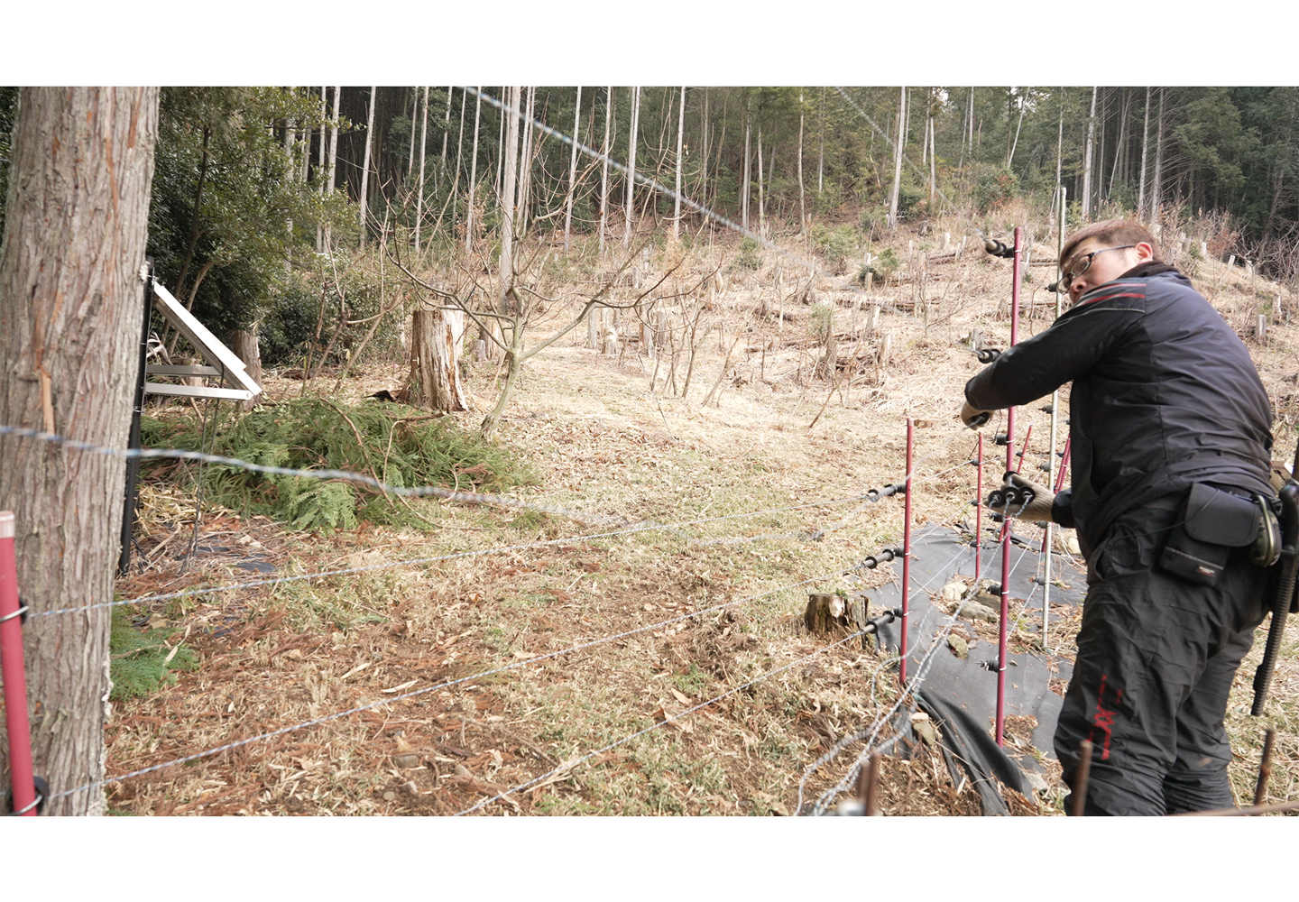 収穫間近の栗や若木の根や新葉・新芽が食べられてしまわないよう、現在は電気柵とワイヤーメッシュ柵を組み合わせた二重構造で防除を徹底しています。