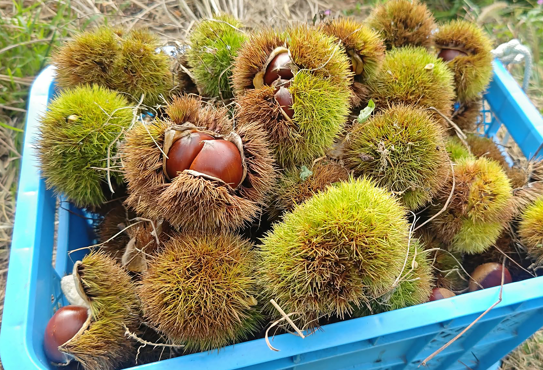 【大阪府豊能郡能勢町】銀寄栗のふるさと