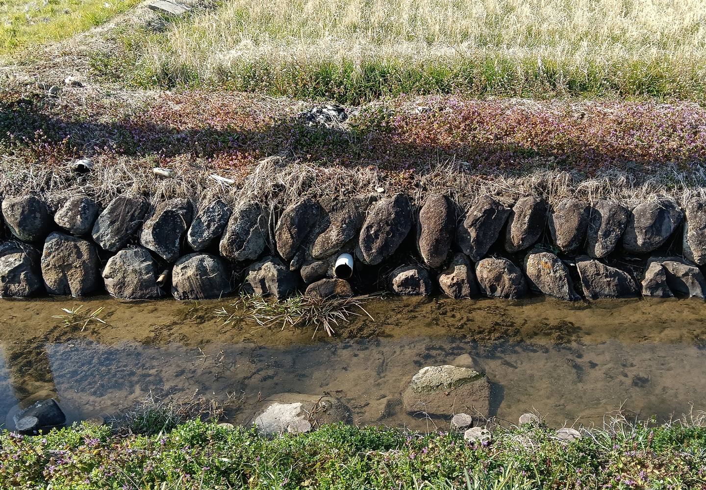 メダカたちを守るために維持している「石積み」の用水路。