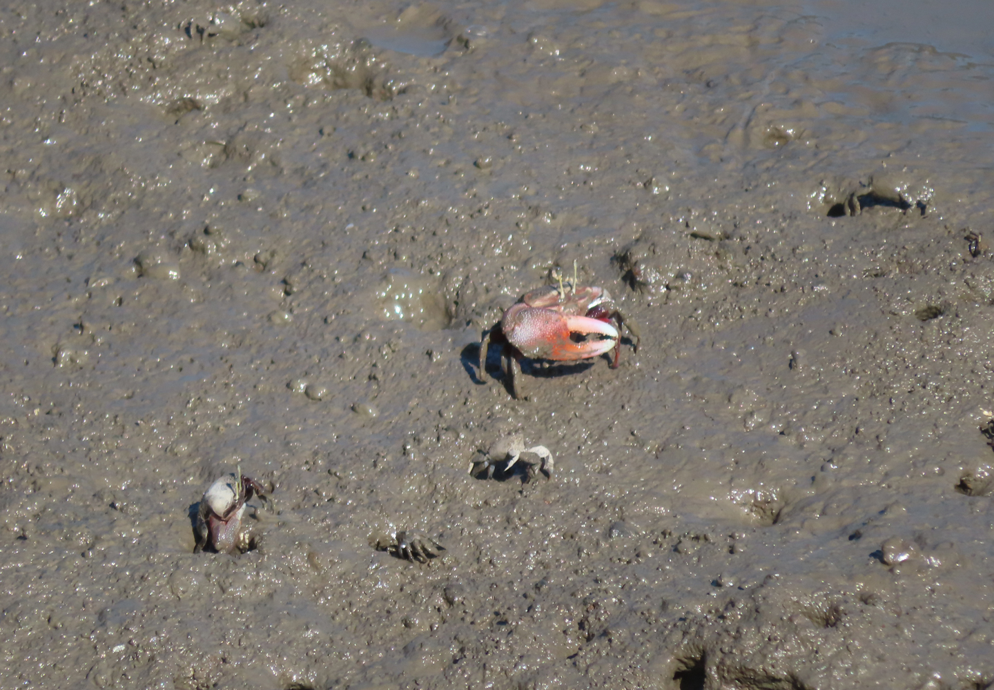 アシハラガニとカクベンケイ　Photo：樋口作二