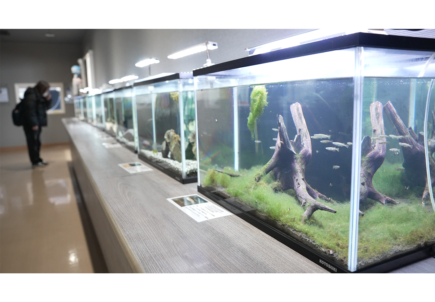 道の駅に隣接する「干潟交流館」に併設された「ミニ水族館」