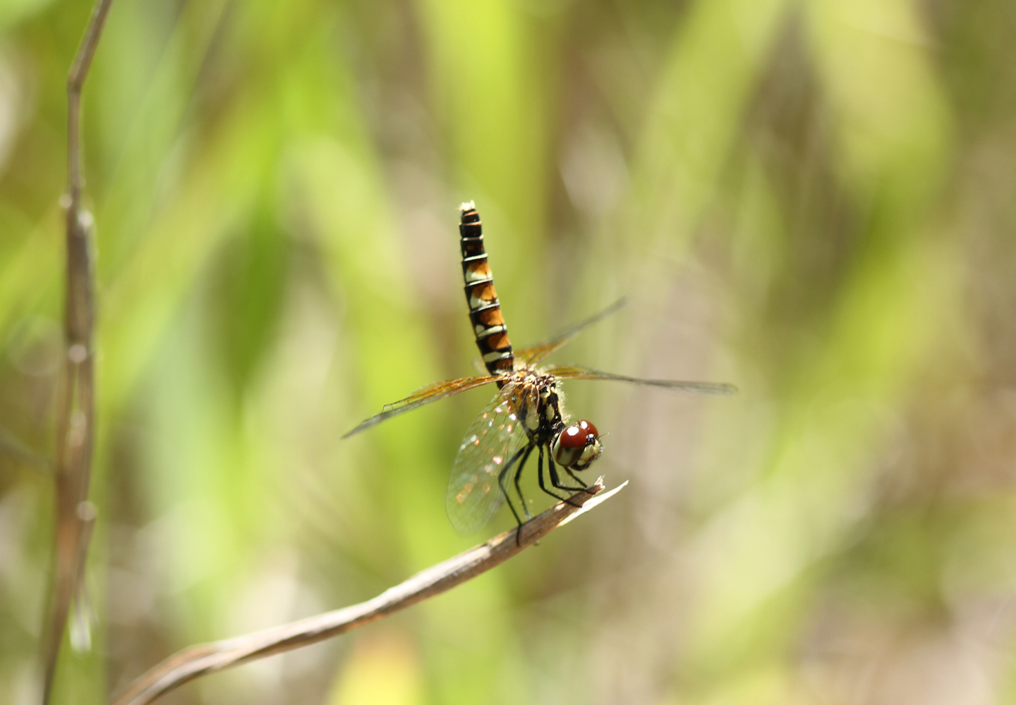 日本一小さなトンボとしても知られる、ハッチョウトンボ（メス）。