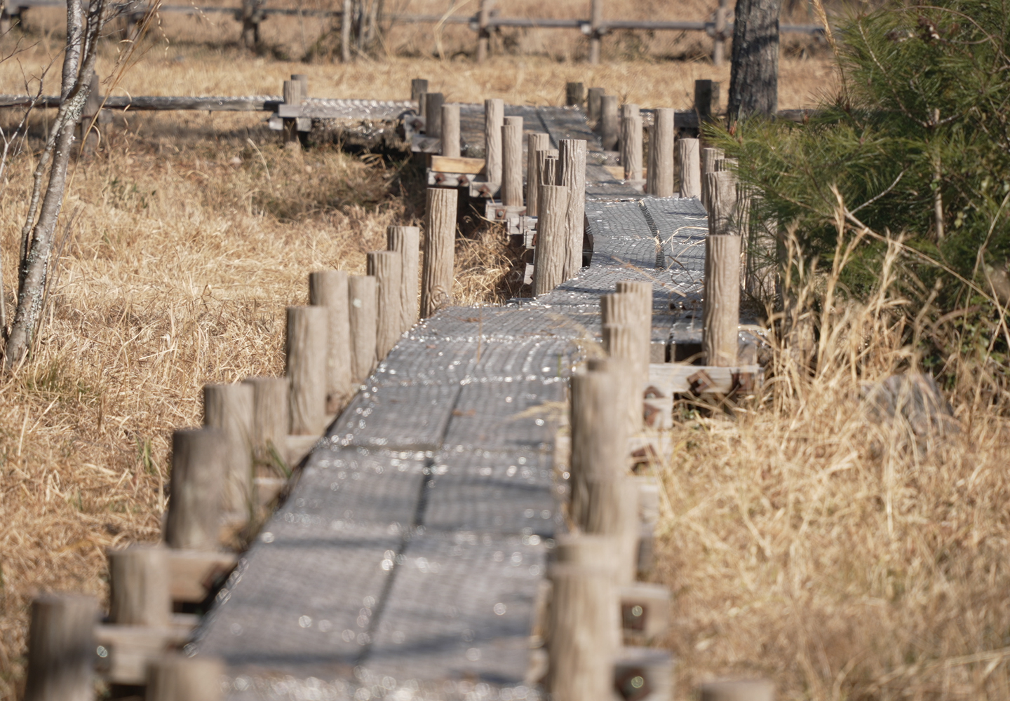 この冬は太平洋側を中心に記録的な少雨と日照多照に見舞われ、湿地のあちこちにあるはずの水たまりがほとんど枯れてしまったのです。