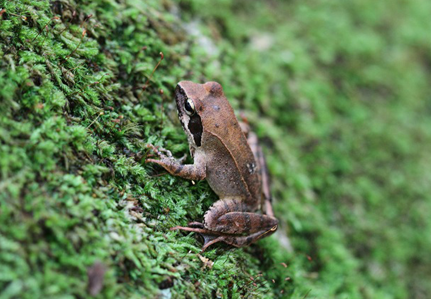 ニホンアカガエル