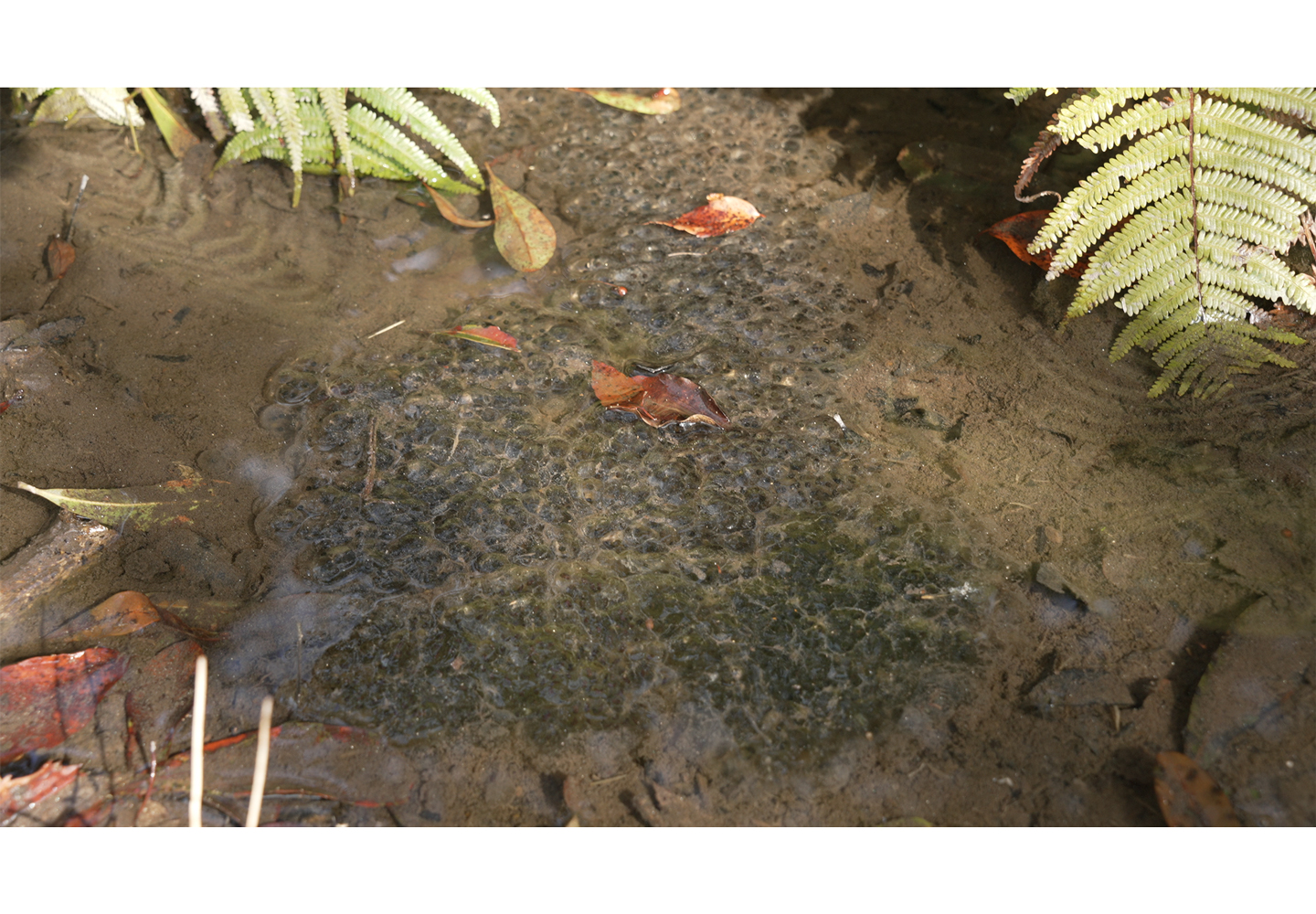 水深10㎝ほどの小さな小さな水たまりに、確かにニホンアカガエルの卵塊が浮かんでいます。