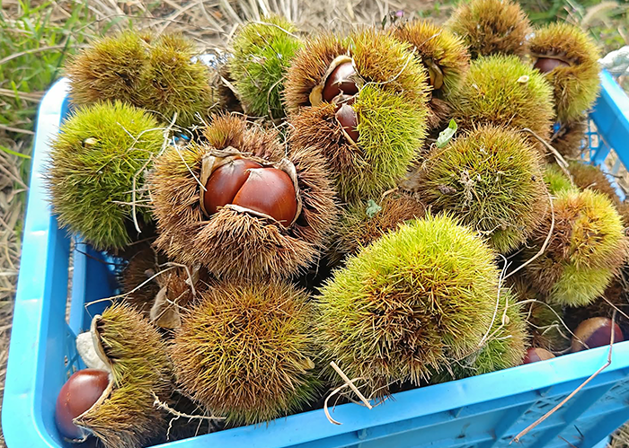 【大阪府豊能郡能勢町】銀寄栗のふるさと　自然の摂理を尊ぶ里山管理で「能勢の銀寄栗」をいつまでも