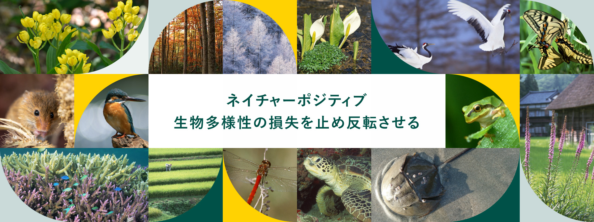 ネイチャーポジティブ生物多様性の損失を止め反転させる
