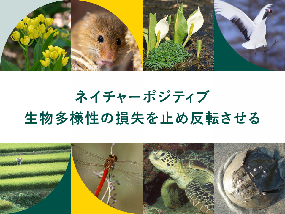 ネイチャーポジティブ生物多様性の損失を止め反転させる