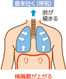 息を吐く〈呼気〉