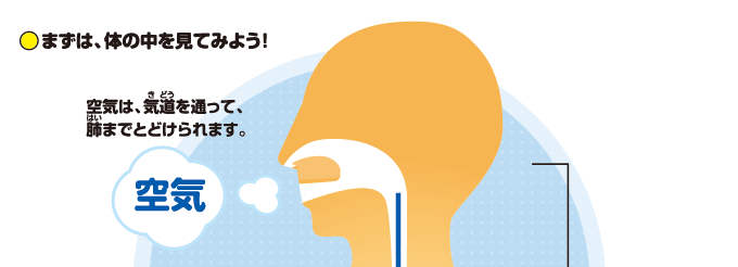 まずは、体の中を見てみよう！空気は、気道を通って、肺までとどけられます。