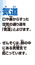 気道　口や鼻からすった空気の通り道を「気道」とよびます。ぜんそくは、肺の中にある気管支で起こっています。