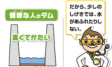 健康な人のダムは高くてかたい　だから、少しのしげきでは、水があふれたりしない。